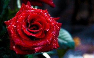 Valentines_Day 8.jpg